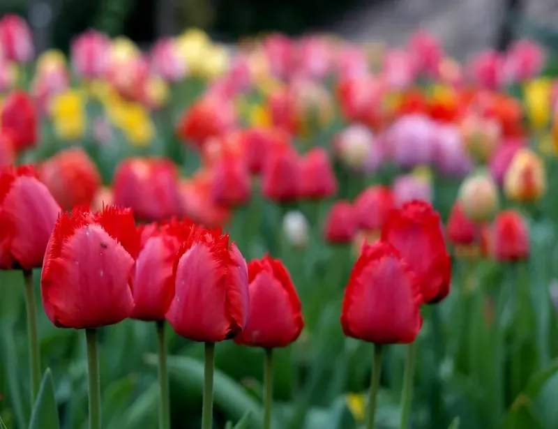 North Maple Garden Co.