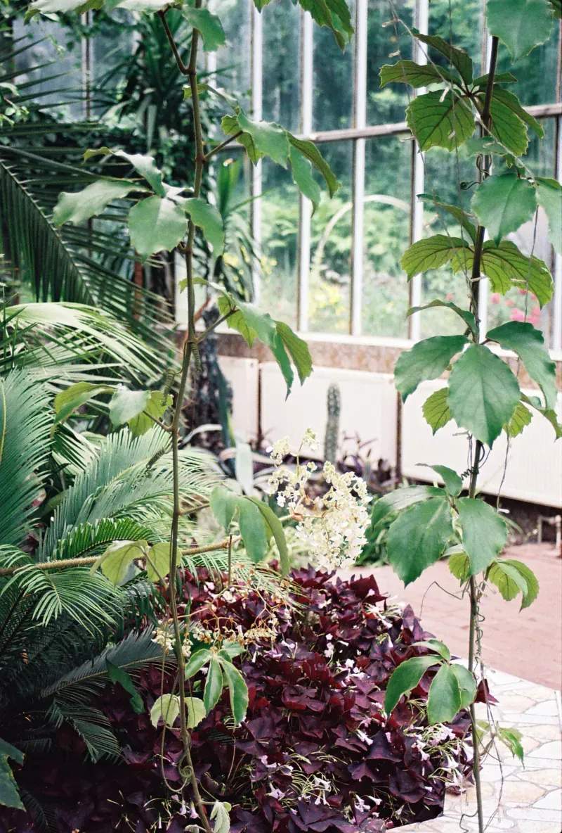 North Maple Garden Co.