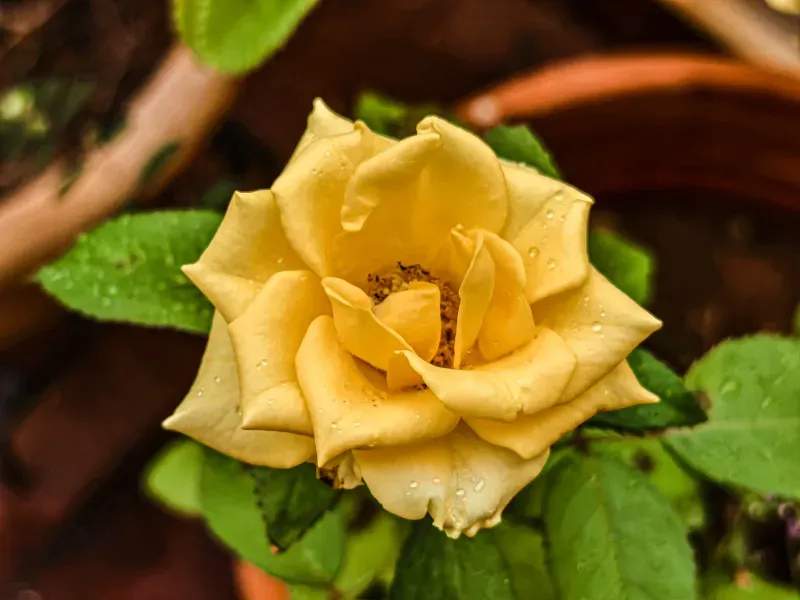 How to Choose Plants That Fit Your Outdoor Space