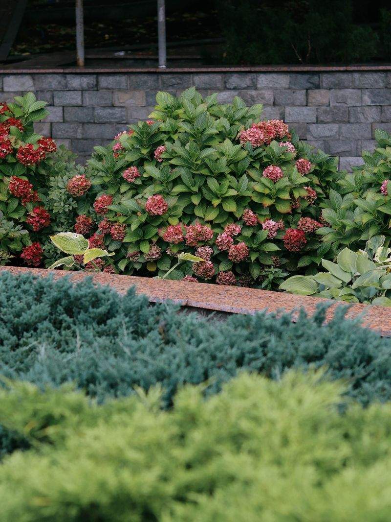 Backyard Garden Reorganization and Ongoing Care Plan