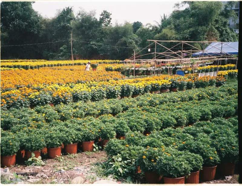 North Maple Garden Co. 10
