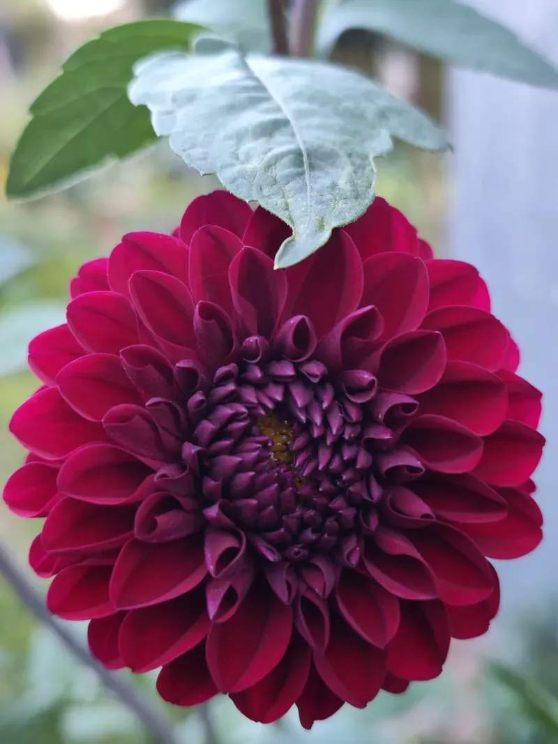North Maple Garden Co. 11