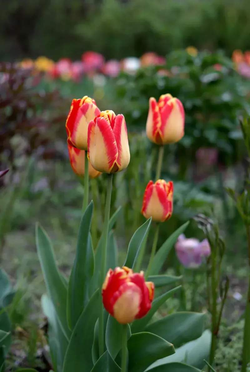 North Maple Garden Co. 3