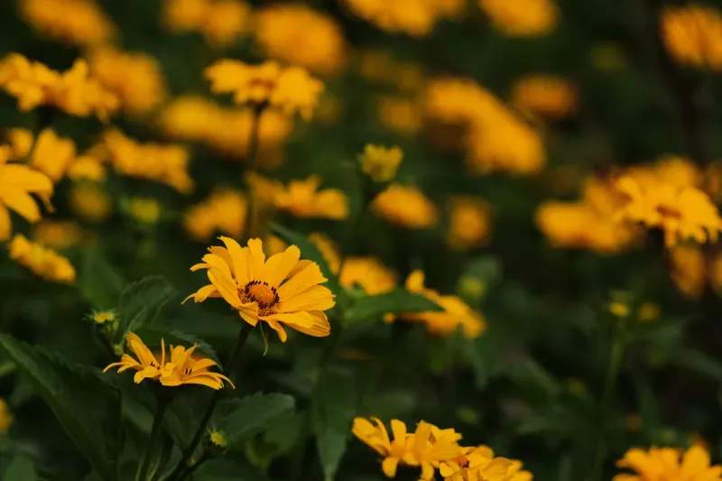 North Maple Garden Co. 8