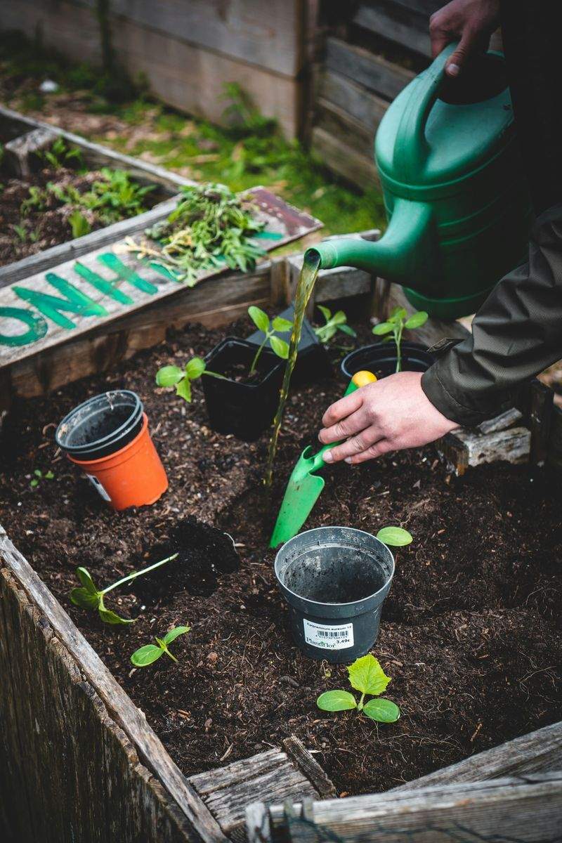 Shrub and perennial pruning